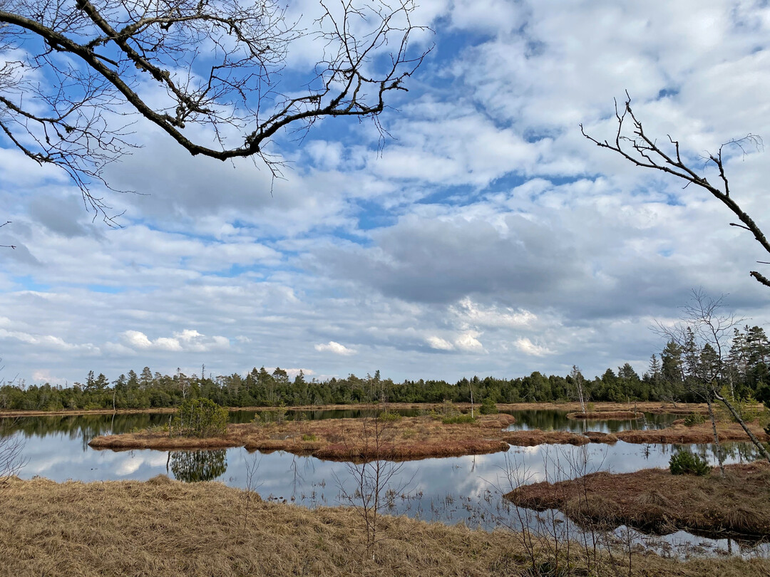 Das Hochmoor Kaltenbronn im Nordschwarzwald in Baden-W�rttemberg.