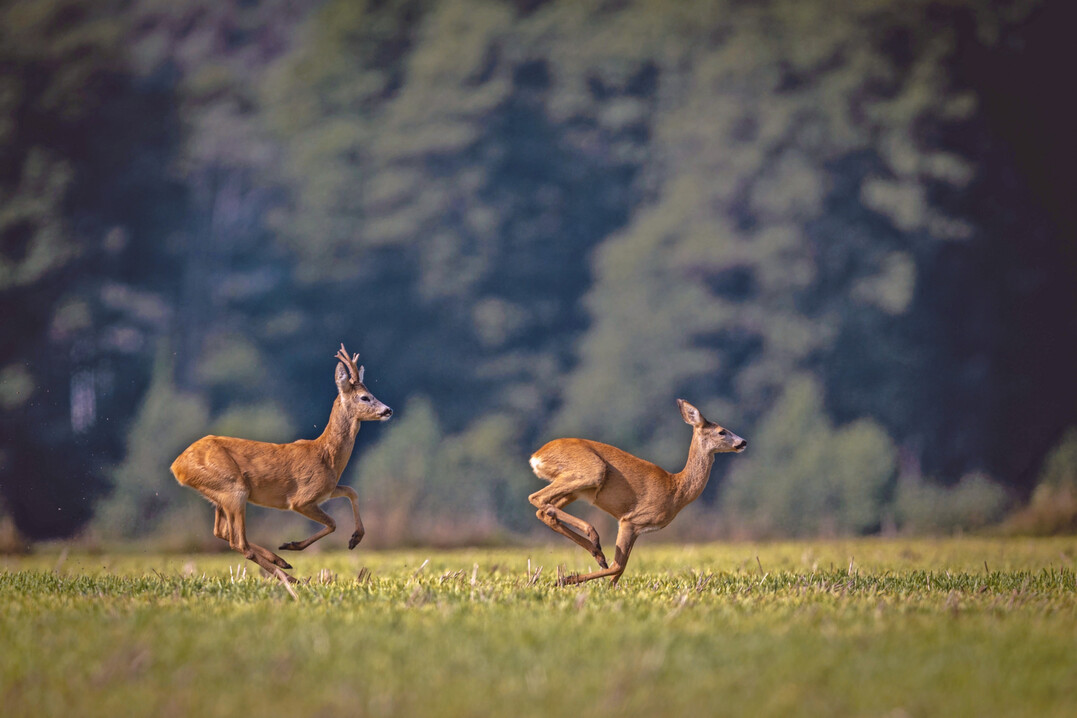 Rehe im Liebesrausch.