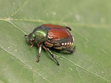 Japank�fer: Sein besonderes Merkmal sind f�nf wei�e Haarb�schel an jeder Hinterleibsseite und zwei wei�e Haarb�schel am Ende des Hinterleibs.