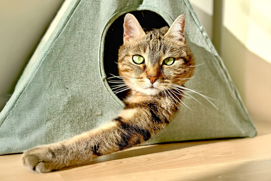 Wer eine Katze besitzt, ist aufgerufen, an einem neuen Citizen-Science-Projekt teilzunehmen.