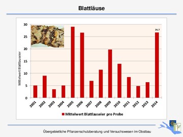Astproben aus diesem Winter belegen, dass die Obstbaumspinnmilbe stark zugenommen hat. 