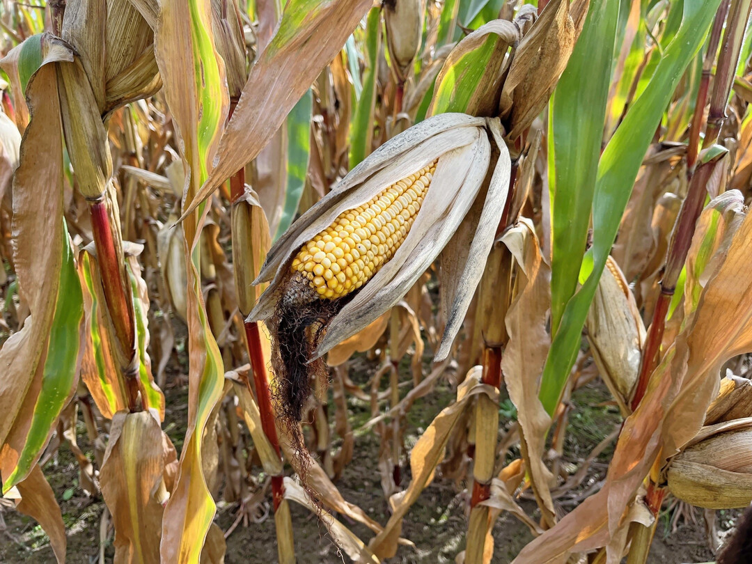 Maisbilanz wird enger: W�hrend das globale Angebot stabil bleiben d�rfte, wurde der weltweite Verbrauch leicht nach oben korrigiert. 