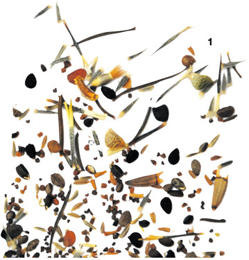 Mischung aus der Samentüte: „Blütenzauber für Nützlinge".