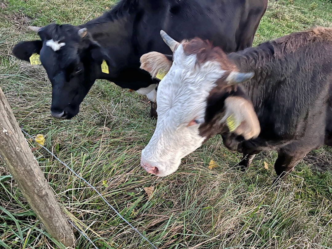 Rinder auf einer heimischen Weide werden rar: Wegen sinkender Rinderbestände in Deutschland und einer dadurch rückläufigen heimischen Produktion von Rindfleisch ist der Bedarf an Einfuhren aus anderen Staaten gestiegen.