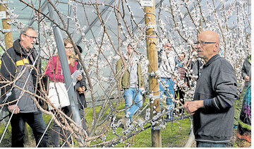 Bei einem Treffen des Arbeitskreises Aprikosen am KOB erläutert Thomas Kininger (r.) Schnitt und Formierung der Bäume, um möglichst schnell über ein großes Baumvolumen zu hohen Erntemengen beim Anbau im Folientunnel zu kommen.