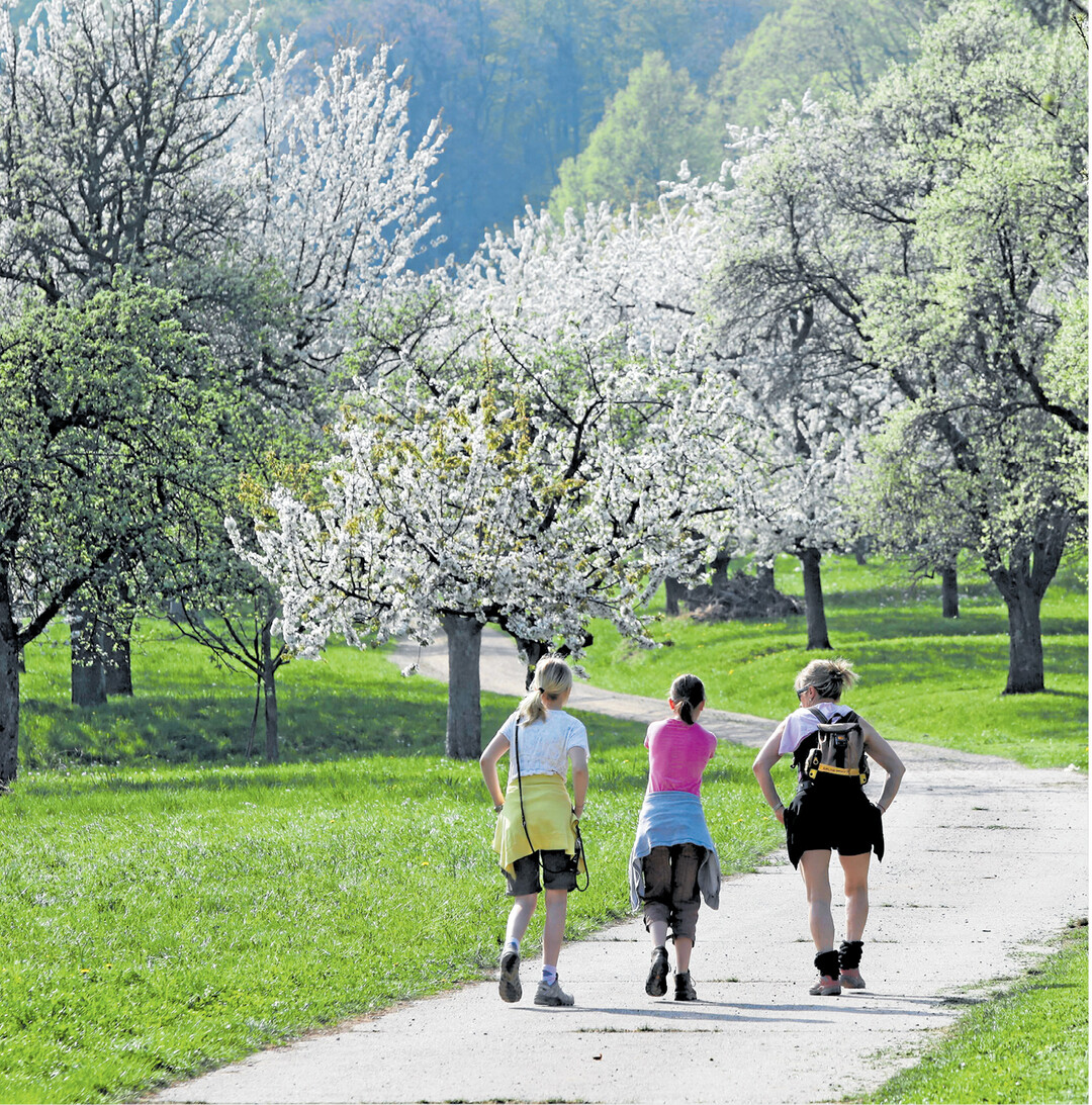 Am 23. April ist Kirschbl�tentag in Weilheim/Teck. Unter dem diesj�hrigen MottoRaus in die Natur ... zur Baumbl�te rund um die Limburg" starten unter anderem gef�hrte Rad- und Mountainbike-Touren, Wanderungen oder Nordic Walking-Runden durch die bl�henden Streuobstwiesen. Auch in der Stadt gibt es einiges zu erleben. Mehr Informationen unter www.stadtmarketing-weilheim.de.