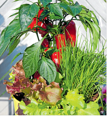 Warum nicht eine ganz Salatbar im Kübel auf der Terrasse?