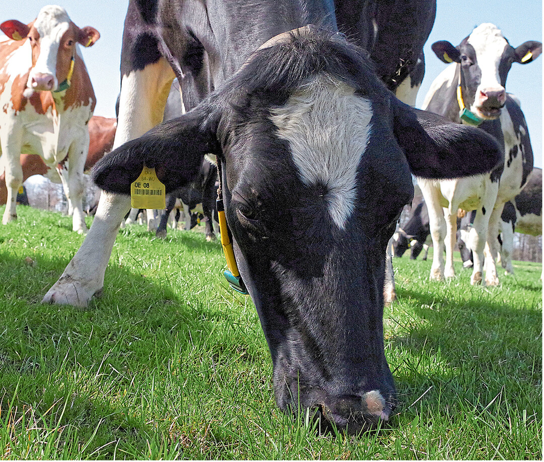 Die Weide muss stets schmackhaft und so angelegt sein, dass zur gew�nschten Zeit trittfeste Gr�ser und Leguminosen bereitstehen.