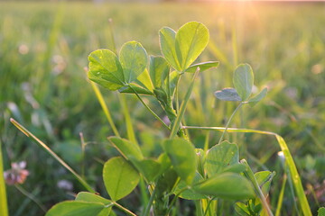 Weißklee ist ein wichtiger Bestandteil vieler Gräsermischungen zum Weiden oder Mähen.