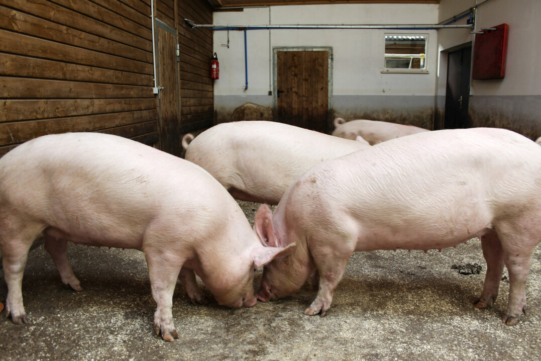 Je länger selektierte Sauen im Betrieb verbleiben und gemästet werden, umso mehr steigt der Futteraufwand für die Tiere an.