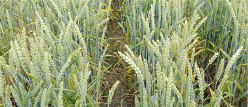 Weizen, der im Strip Till-Verfahren angebaut wurde. Laut Jaskulska und Jaskulski erreicht man mit Strip Till im Vergleich zu einer pfluglosen Bearbeitung höhere Weizenerträge.