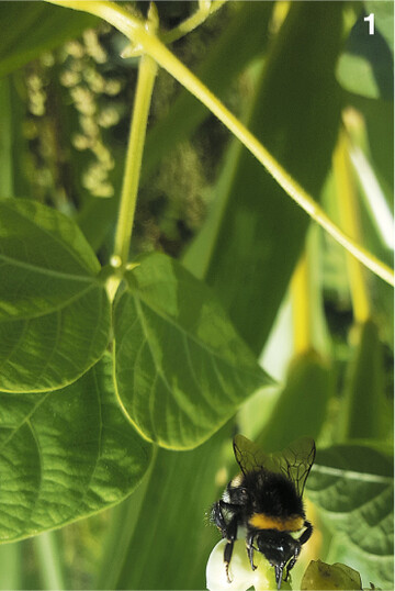 Nur Hummeln scheinen das Nahrungsangebot der späten Bohnenblüte im Maisfeld zu schätzen.