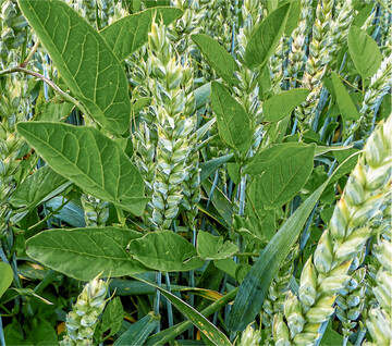 Mehrjährige Unkräuter wie die Ackerwinde können bei einer Spätbehandlung im Wintergetreide gut erfasst werden.