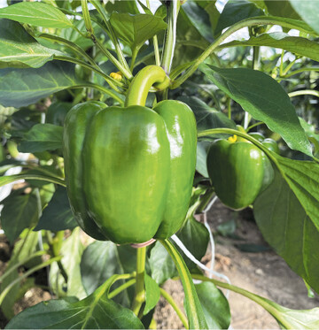 Bio-Paprika vom Bodensee in Biolandqualit�t liefern die Reichenauer Gem�seg�rtner.