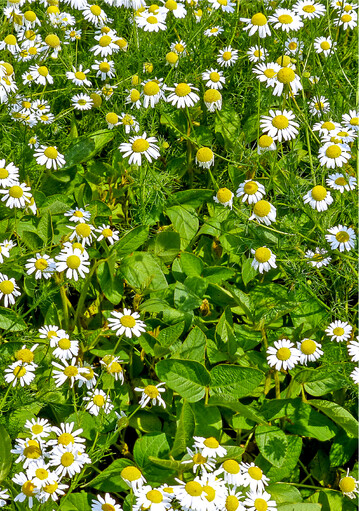 Ohne erfolgreiche Regulierung werden Sojabohnen schnell von Unkräutern überwachsen.