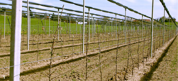 In der Modellanlage in Frickingen werden resistente Apfelsorten auf ihre Anbaueignung am Bodensee getestet.