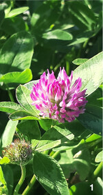 Rotklee ist konkurrenzkräftig und besticht durch sein Massenwachstum.