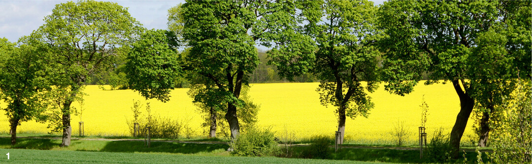 Die Rapsaussaatfl�che betr�gt 2021 wieder deutlich �ber eine Million Hektar.