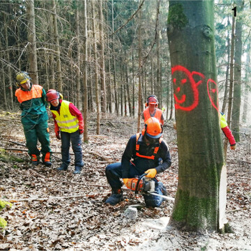 Neugierig beobachten die Kursteilnehmer die Baumfällung.
