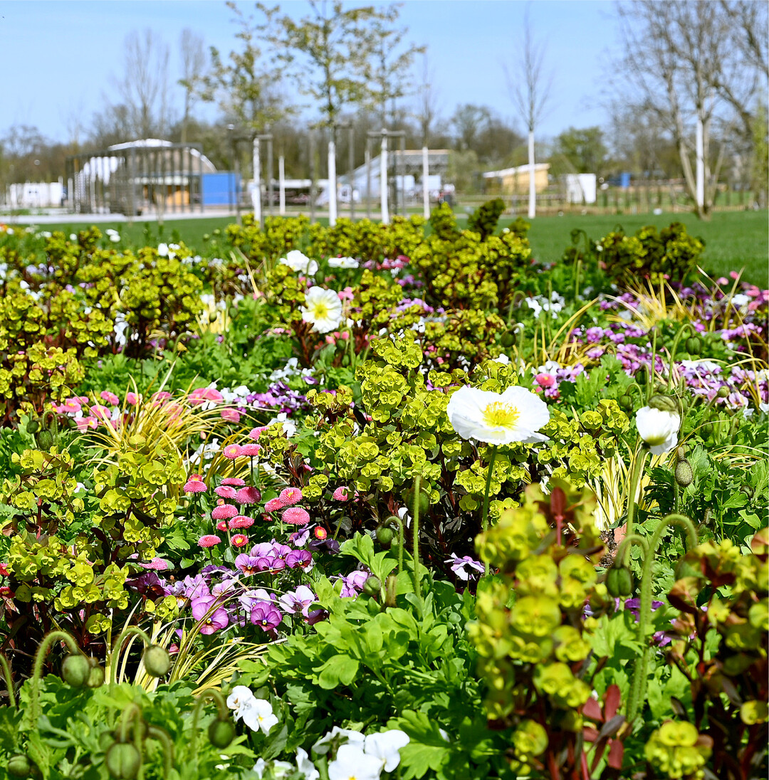 Landesgartenschau in Neuenburg am Rhein An diesem Wochenende (22. April) er�ffnet die Landesgartenschau in Neuenburg am Rhein im Kreis Breisgau-Hochschwarzwald. Bis zum 3. Oktober 2022 kann man die Verkn�pfung von Stadt, Land und Fluss direkt am Rhein an der Grenze zu Frankreich und zur Schweiz besuchen. Auf 23 Hektar werden die vier Ausstellungsbereiche Stadtpark am Wuhrloch, die Rheinwiesen, die Rheinterrassen und die Rheinauen zu einem attraktiven Naherholungsgebiet verkn�pft. Hauptelement der Gartenschau ist die Rheinterrasse: Die 665 Meter lange und 35 Meter breite Parkpromenade ist in die Themeng�rten Z�hringerstadt, Rhein und Schwarzwald gegliedert und verbindet den Fluss mit den Rheinwiesen. Die Landesggartenschau in Neuenburg am Rhein ist t�glich von 10 bis 19 Uhr ge�ffnet. Eine Tageskarte f�r Erwachsene kostet 19 Euro, Kinder und Jugendliche bis 17 Jahre haben freien Eintritt. mi