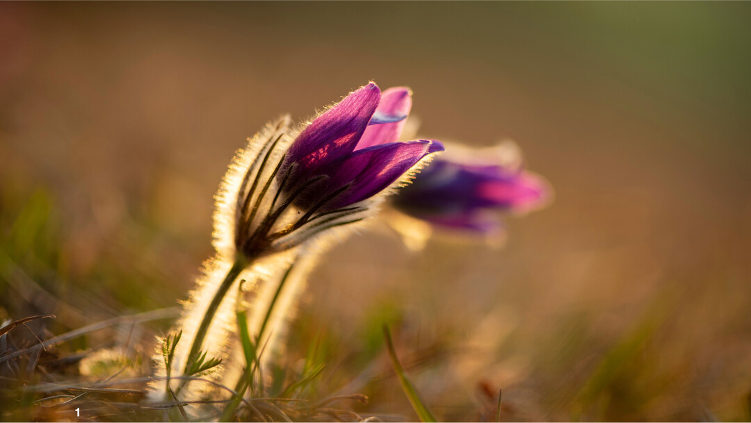 Im Gegenlicht ist sch�n die auff�llige Behaarung dieser wilden K�chenschellen zu sehen.