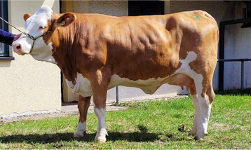 Diese schicke Hazard-Tochter von Georg Henner, Ballendorf, erzielte 2600 Euro.