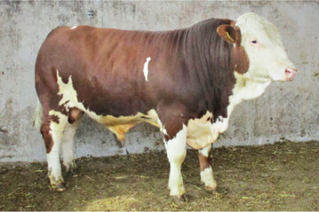 Der Bulle Holger wurde K�rsieger und ging f�r 4500 Euro nach �sterreich.