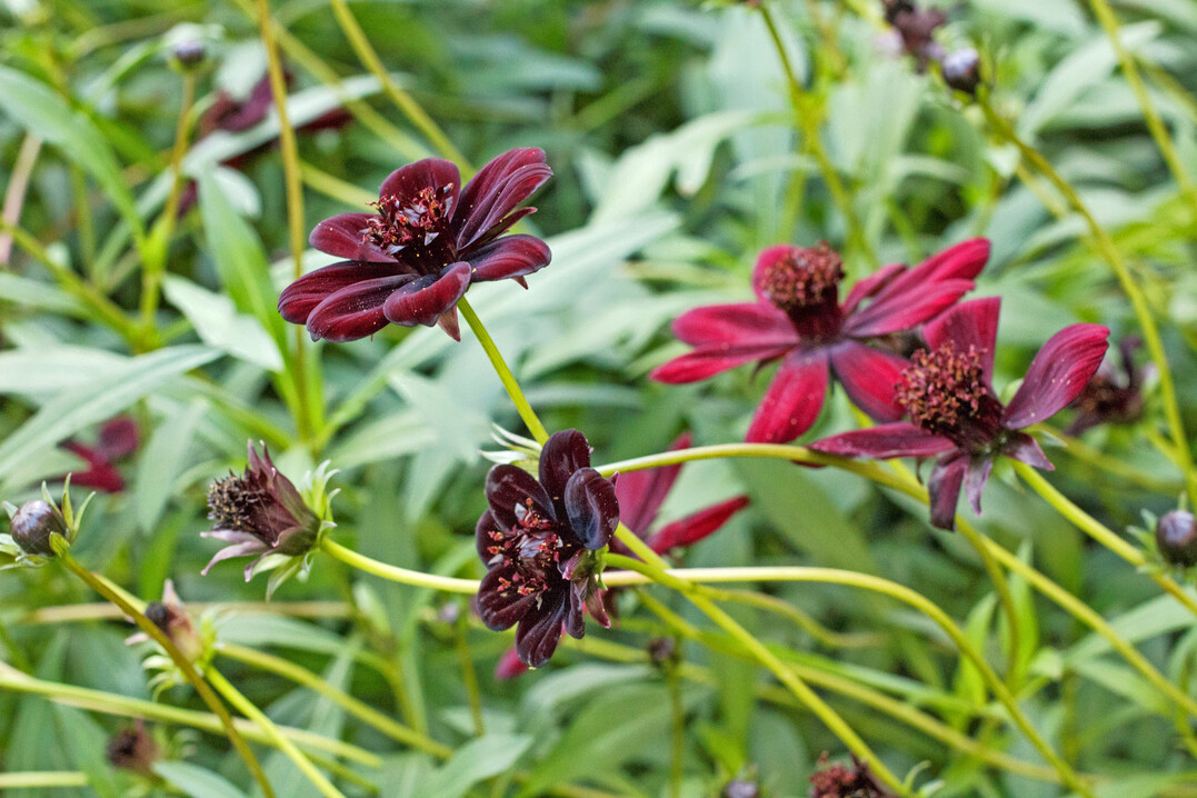 Die Blüten einiger Pflanzen, wie die der Schokoladen-Kosmee, riechen nach Schokolade.