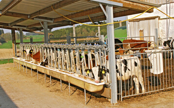 Werden K�lber und Rinder umgestallt, stresst das die Tiere. Krankheitserreger haben es dann leichter, das Infektionsrisiko steigt.