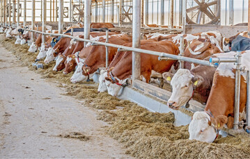 Damit es den K�hen an warmen Sommertagen nicht zu hei� wird, sollte der Stall ausreichend gek�hlt werden k�nnen, wie beispielsweise durch an der Decke installierte Ventilatoren.