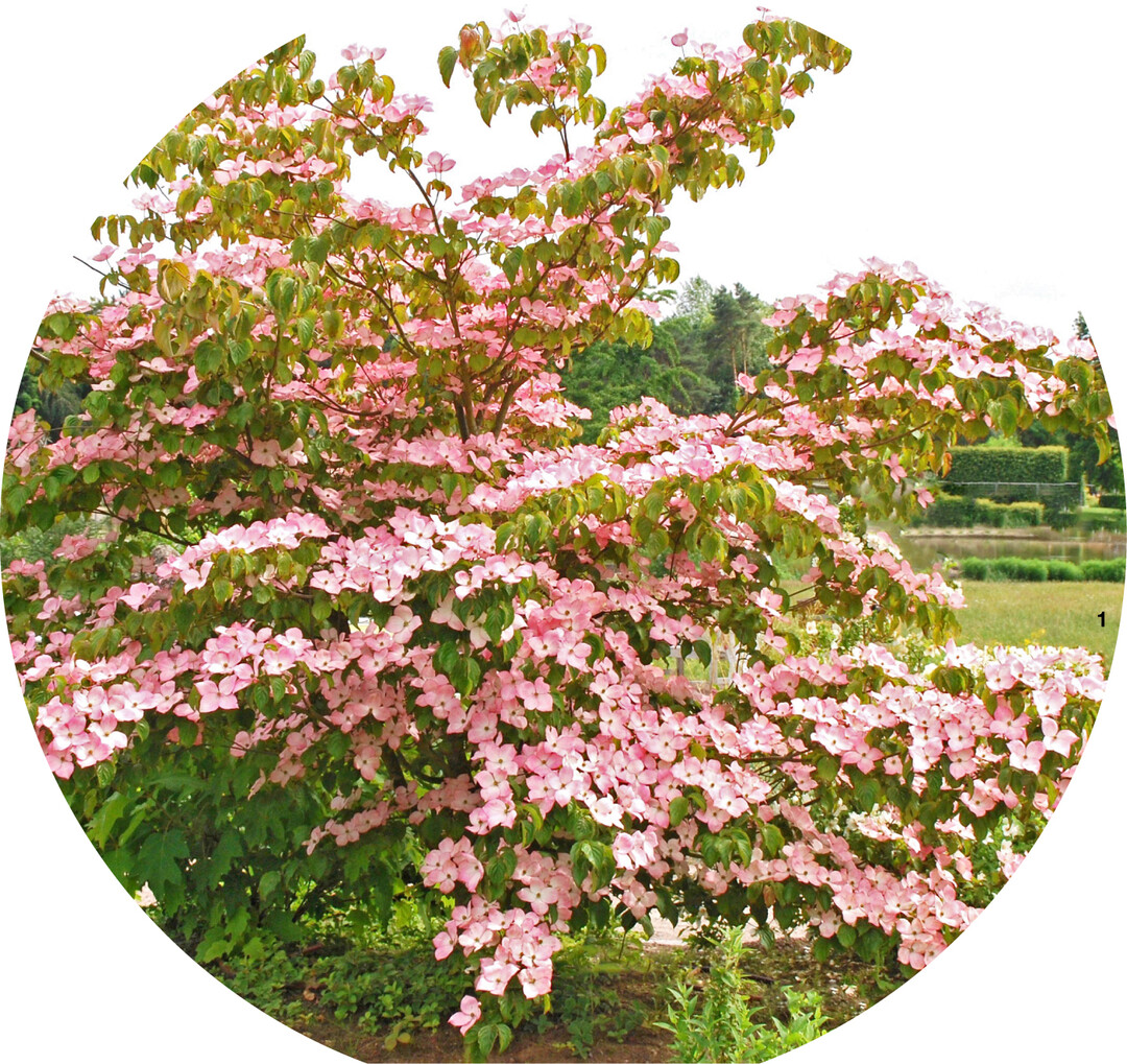 Die Sorte Scarlet Fire® des Japanischen Hartriegels beeindruckt ab Mitte Juni mit rosaroter Bl�tenpracht.