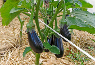 Auberginen selbst anbauen: Eine Mulchschicht aus Stroh sorgt f�r gleichm��ige Bodenfeuchtigkeit.