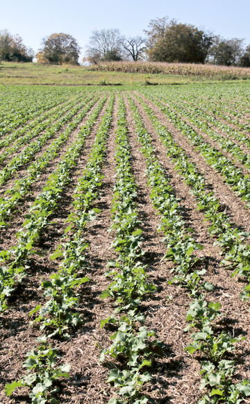 Eine optimale Korndichte sowie eine bedarfsgerechte Mikronährstoffversorgung tragen zu einem erfolgreichen Rapsanbau bei.