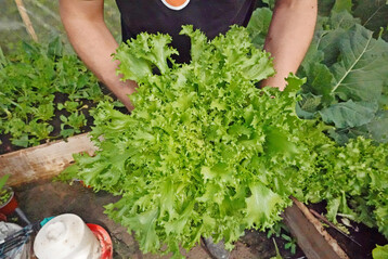 Etwas bitter, daf�r umso ges�nder und damit einen Platz im Garten wert: Endivien bilden �ppige, lockere Blattrosetten.