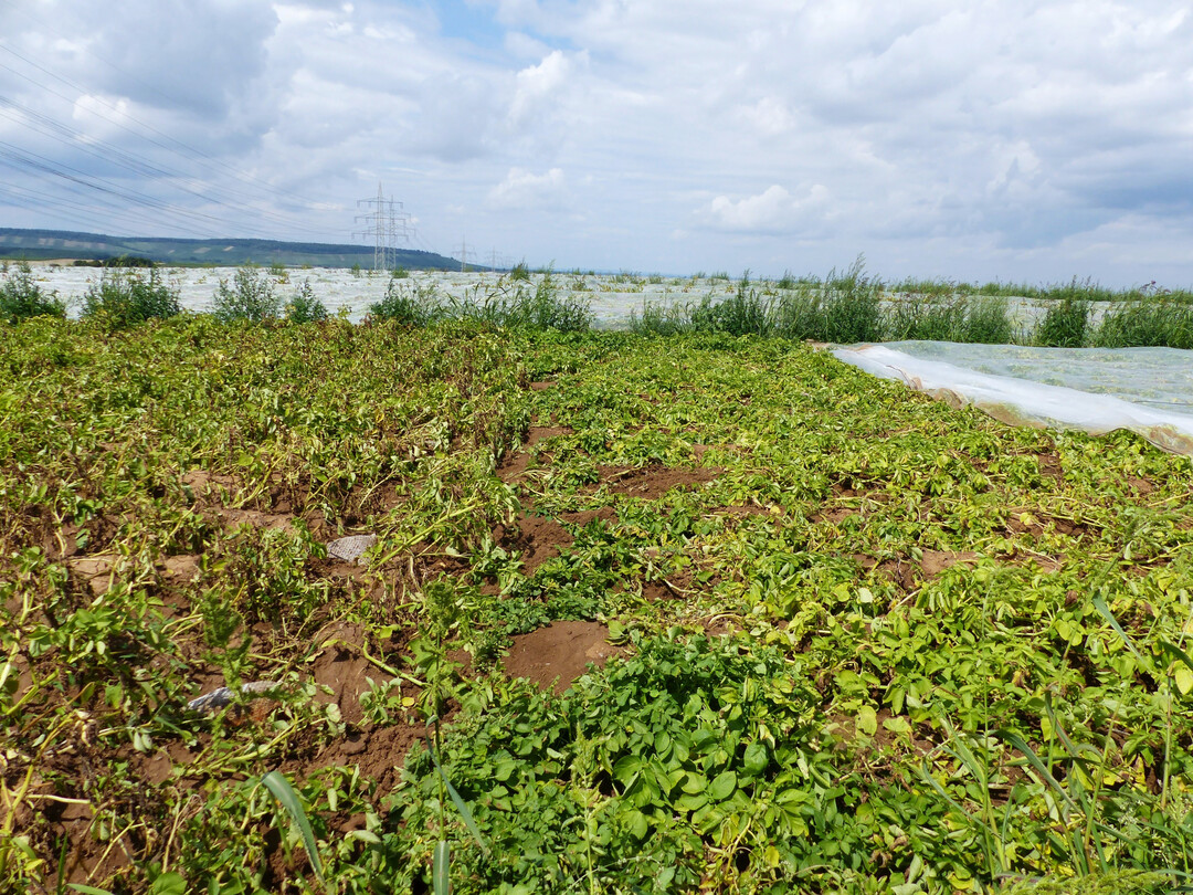 Die Kartoffeln im linken Bereich waren nicht abgedeckt und zeigen starke Schadsymptome, Kartoffeln im rechten Bereich waren mit einem Kulturschutznetz (Maschenweite 1,3 mm) abgedeckt und sind deutlich vitaler; aufgrund der hohen Kosten ist ein Kulturschutznetz nur im hochpreisigen Segment m�glich; pilzliche Schaderreger (Schwarzbeinigkeit, Kraut- und Knollenf�ule) k�nnen unter dem Netz zum Problem werden.