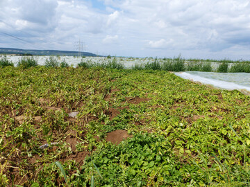 Die Kartoffeln im linken Bereich waren nicht abgedeckt und zeigen starke Schadsymptome, Kartoffeln im rechten Bereich waren mit einem Kulturschutznetz (Maschenweite 1,3 mm) abgedeckt und sind deutlich vitaler; aufgrund der hohen Kosten ist ein Kulturschutznetz nur im hochpreisigen Segment m�glich; pilzliche Schaderreger (Schwarzbeinigkeit, Kraut- und Knollenf�ule) k�nnen unter dem Netz zum Problem werden.