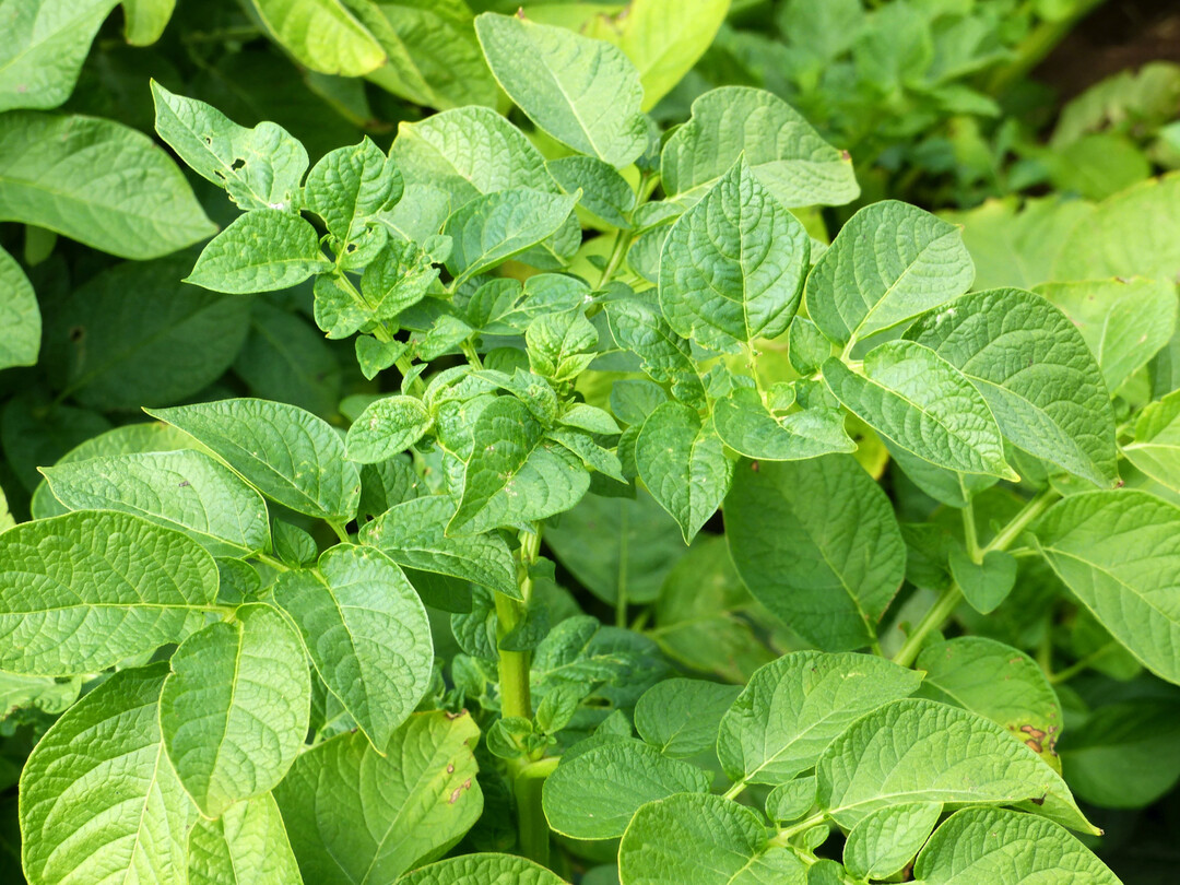 Zum Vergleich gesunde Bl�tter ohne Symptome.