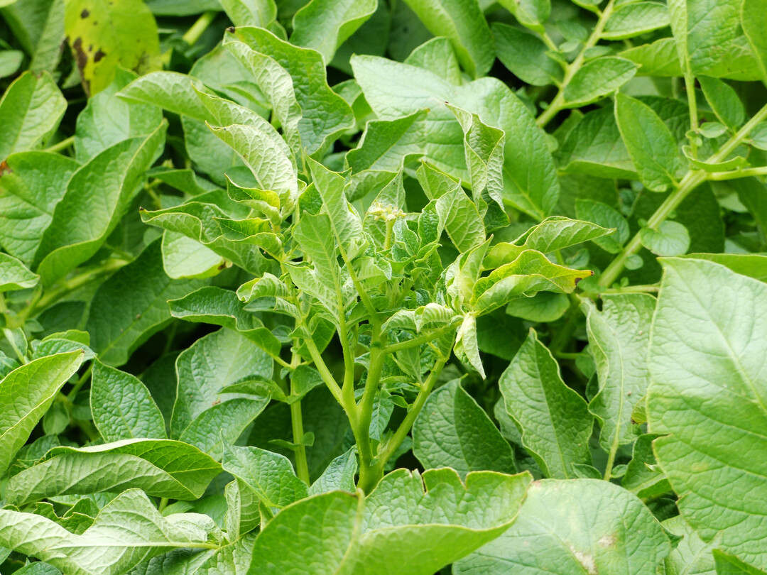 Gerollte gr�ne Bl�tter sind ein Zeichen f�r die Krankheit.