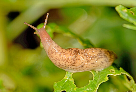 Die Genetzte Ackerschnecke