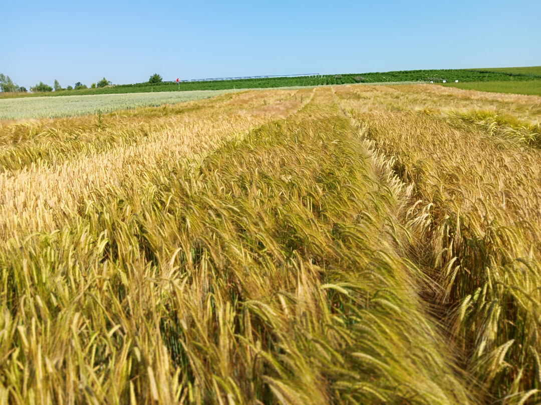 Winterbraugersten werden inzwischen von vielen Mälzereien und Brauereien aufgrund ihrer Ertragssicherheit und der besseren Kornqualität nachgefragt und verarbeitet.
