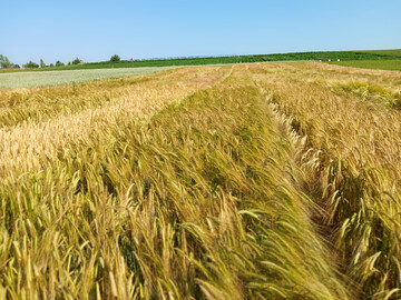 Winterbraugersten werden inzwischen von vielen M�lzereien und Brauereien aufgrund ihrer Ertragssicherheit und der besseren Kornqualit�t nachgefragt und verarbeitet.
