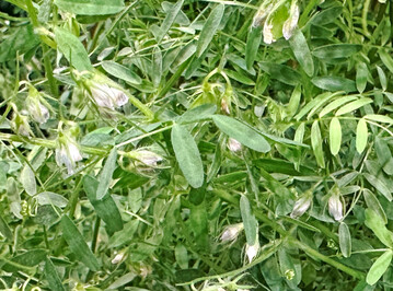 Mit der neuen Förderung begleitet die Rentenbank unter anderem Investitionen in die Produktion von Algen, Insekten und proteinreichen Pilzen sowie die Verarbeitung von heimisch angebauten Leguminosen. Hier auf dem Bild handelt es sich den Anbau von Linsen.