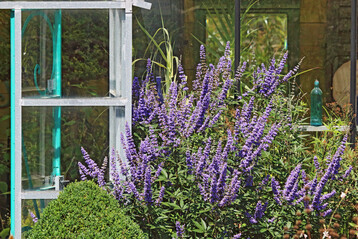 �ber bl�hende Str�ucher freuen sich Insekten im Sp�tsommer besonders. Den M�nchspfeffer fliegen sie gerne an.