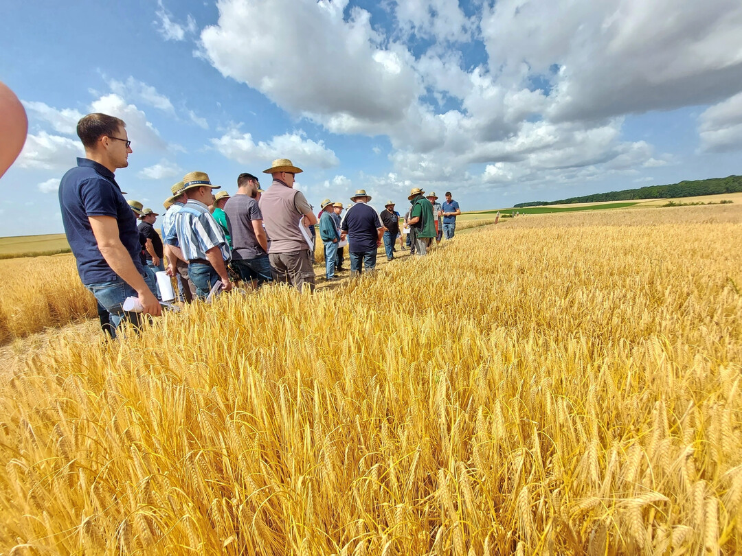 Die britische Getreideernte 2025 schreitet voran, zeitweise mussten die Feldarbeiten aufgrund von anhaltenden Niederschl�gen allerdings unterbrochen werden. Das Bild zeigt eine Begehung durch Getreidekulturen auf einem RAGT Feldtag in Gro�rinderfeld bei W�rzburg.