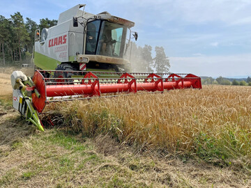 Insgesamt sind die Ertragsaussichten für die Ernte 2025 in weiten Teilen Europas sehr günstig.