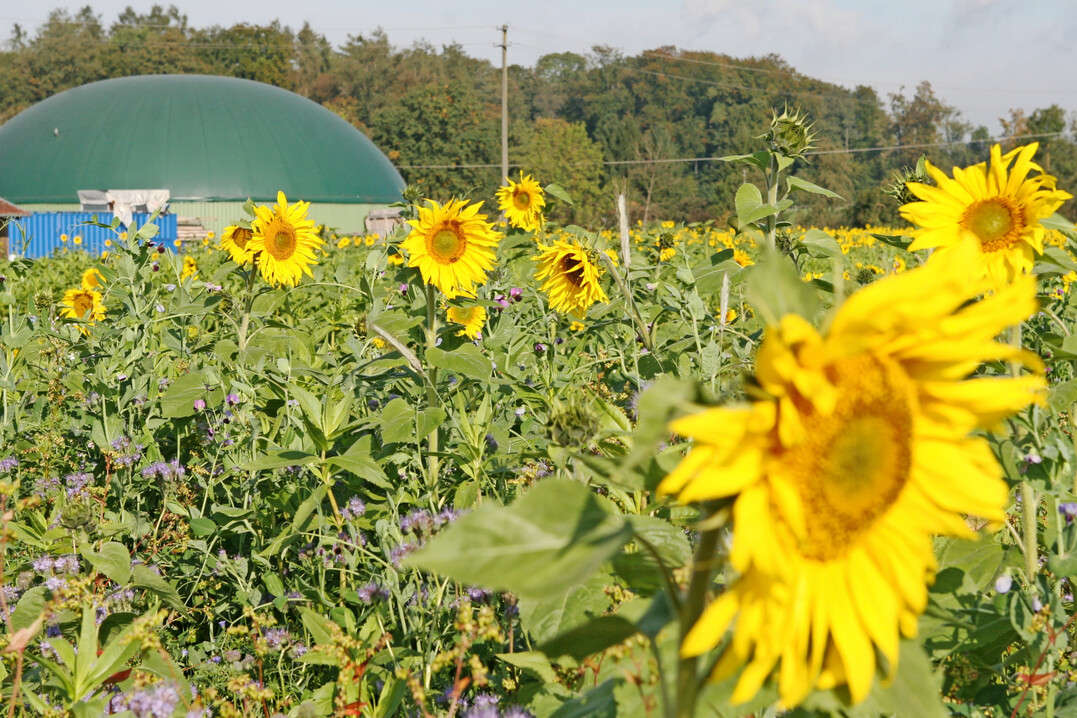 Sonnenblumen: Der Internationale Getreiderat (IGC) erwartet f�r die EU und f�r Osteuropa ein insgesamt gr��eres Angebot an Sonnenblumenkernen.