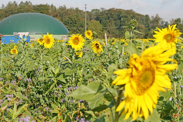 Sonnenblumen: Der Internationale Getreiderat (IGC) erwartet f�r die EU und f�r Osteuropa ein insgesamt gr��eres Angebot an Sonnenblumenkernen.