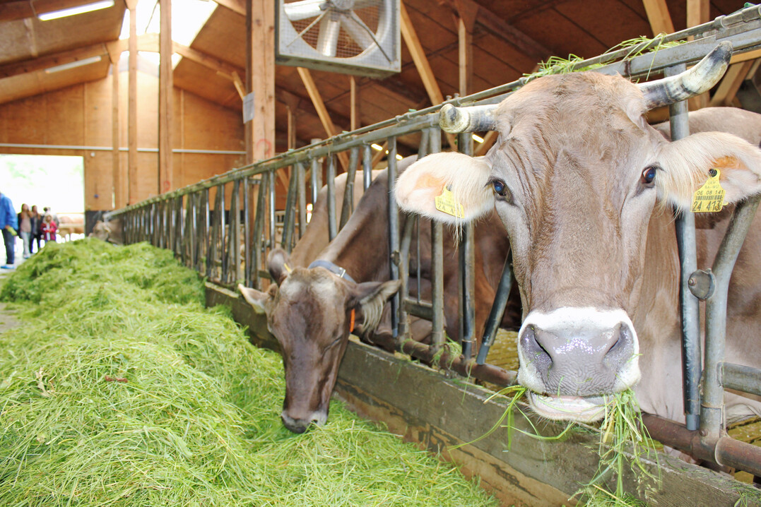 Milchanlieferung unter Vorjahresniveau: Von Januar bis Mai 2025 wurden 13,5 Millionen Tonnen Rohstoff angeliefert und damit schalttagsbereinigt 2,0 Prozent weniger als im Referenzzeitraum.