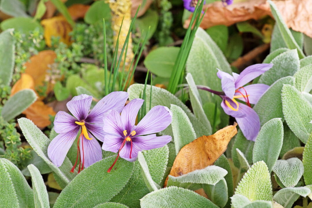 Der edle Safran-Krokus kann im Garten angebaut werden. Ein Pflanzpartner kann Wollziest sein.