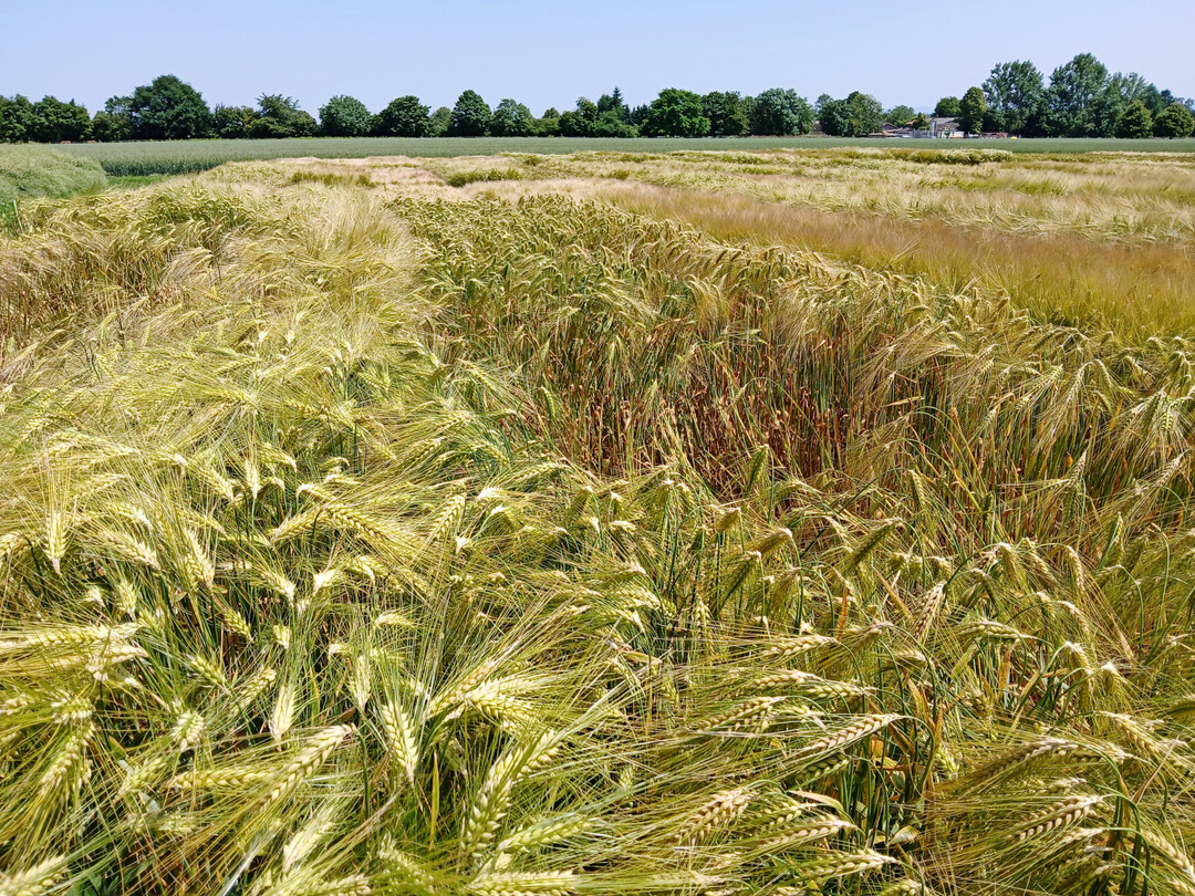Wintergerste am Standort Tailfingen.